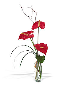  Ankara demetevler �i�ek g�nderme �i�ek sipari�i sitesi  cam yada mika Vazoda 3 adet  antoryum