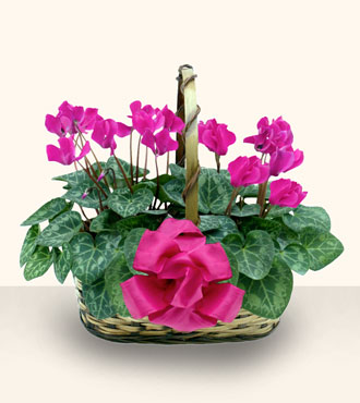  Ankara demetevler cicek , cicekci  Double Cyclamen sepette