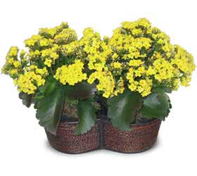  Ankara cicekciler , demetevler cicek siparisi  Double Kalanchoe sepette