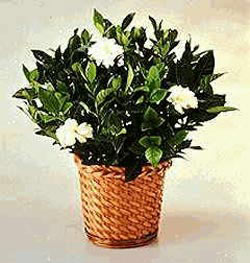  Ankara demetevler 14 �ubat sevgililer g�n� �i�ek  Gardenia Plant ithal saksi