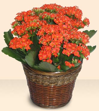  Ankara demetevler �i�ek servisi , �i�ek�i adresleri  Large Kalanchoe in Basket