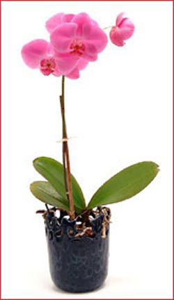  Ankara ucuz �i�ek g�nder �i�ek ma�azas� , �i�ek�i adresleri  Phalaenopsis Orchid Plant