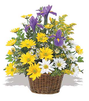 sari ve beyaz krizantemler   Ankara ucuz �i�ek g�nder �i�ek ma�azas� , �i�ek�i adresleri 
