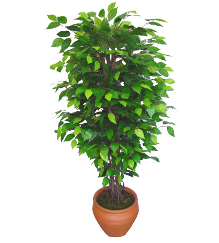 Ficus Benjamin 1,50 cm   Ankara demetevler anneler g�n� �i�ek yolla 