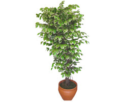 Ficus �zel Starlight 1,75 cm   Ankara demetevler cicek , cicekci 