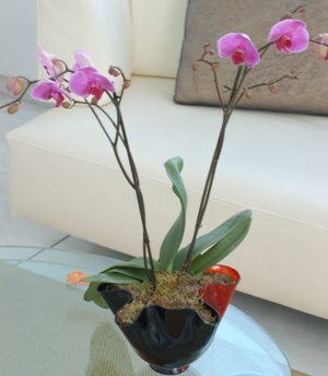  Ankara demetevler ieki maazas  tek dal ikili orkide saksi iegi