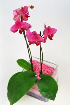  Ankara demetevler ieki maazas  tek dal cam yada mika vazo ierisinde orkide