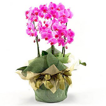  Demetevler Ankara nternetten iek siparii  2 dal orkide , 2 kkl orkide - saksi iegidir