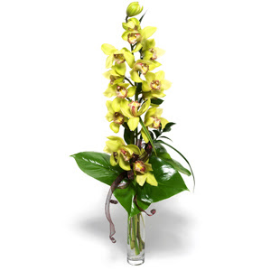  Ankara demetevler iek siparii iek yolla  1 dal orkide iegi - cam vazo ierisinde -