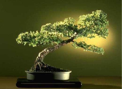 ithal bonsai saksi �i�egi  Ankara demetevler �i�ek�i ma�azas� 