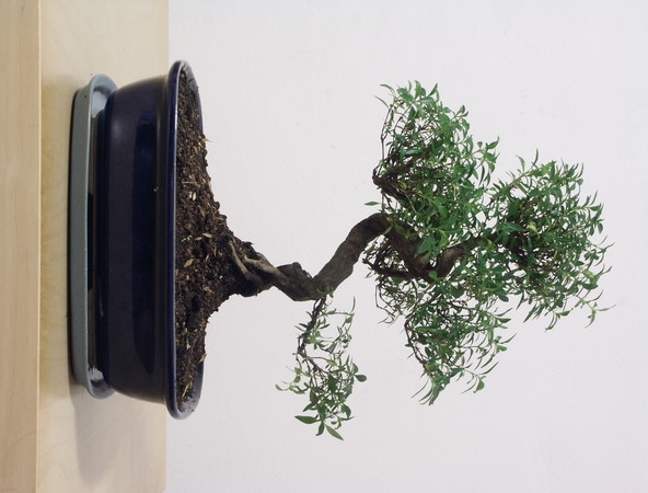 ithal bonsai saksi iegi  Ankara demetevler iek siparii vermek 