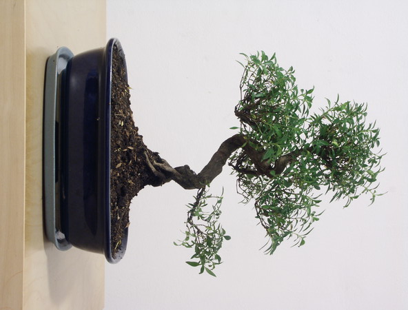 ithal bonsai saksi �i�egi  Ankara demetevler �i�ek sipari�i vermek 