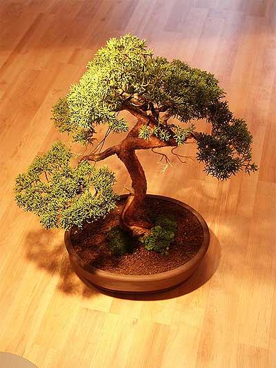 ithal bonsai saksi �i�egi  Ankara ucuz �i�ek g�nder �i�ek ma�azas� , �i�ek�i adresleri 