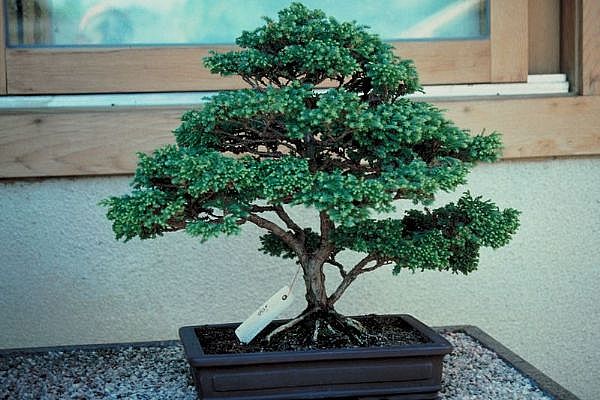 ithal bonsai saksi �i�egi  Ankara demetevler 14 �ubat sevgililer g�n� �i�ek 