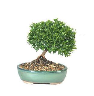 ithal bonsai saksi �i�egi  Ankara cicekciler , demetevler cicek siparisi 