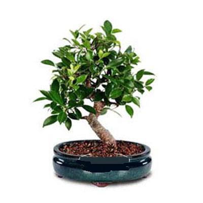 ithal bonsai saksi �i�egi  Ankara demetevler �i�ek g�nderme �i�ek sipari�i sitesi 