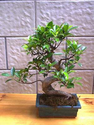 ithal bonsai saksi �i�egi  demetevler Ankara hediye sevgilime hediye �i�ek 