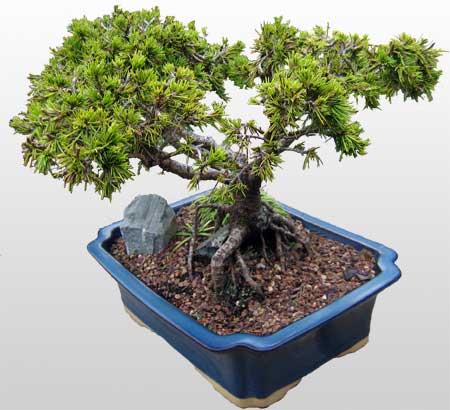 ithal bonsai saksi �i�egi  Ankara demetevler �i�ek�i ma�azas� 