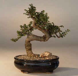 ithal bonsai saksi �i�egi  Ankara demetevler 14 �ubat sevgililer g�n� �i�ek 