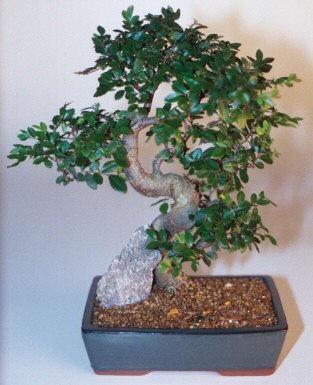 Ankara �i�ek g�nderme sitemiz g�venlidir  ithal bonsai saksi �i�egi  Ankara demetevler �i�ek g�nderme �i�ek sipari�i sitesi 
