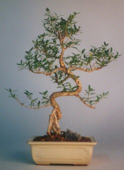  Ankara demetevler �i�ek sat���  ithal bonsai saksi �i�egi  Ankara demetevler �i�ek sipari�i vermek 
