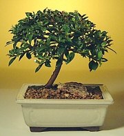  demetevler �i�ek�i Ankara ucuz �i�ek g�nder  ithal bonsai saksi �i�egi  Ankara demetevler cicek , cicekci 