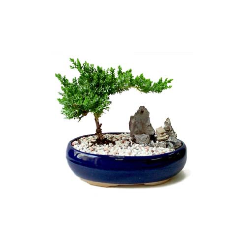 ithal bonsai saksi �i�egi  Ankara demet �i�ek g�nderme 