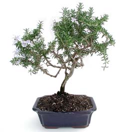 ithal bonsai saksi �i�egi  Ankara demetevler �i�ek yolla �i�ek�i telefonlar� 