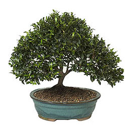  demetevler �i�ek�i Ankara ucuz �i�ek g�nder  ithal bonsai saksi �i�egi  Ankara �i�ek g�nderme sitemiz g�venlidir 
