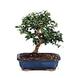  Ankara uluslararas� �i�ek g�nderme  ithal bonsai saksi �i�egi  Ankara demetevler 14 �ubat sevgililer g�n� �i�ek 