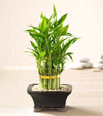 Lucky Bamboo saksi �i�egi  Ankara internetten �i�ek sat��� 