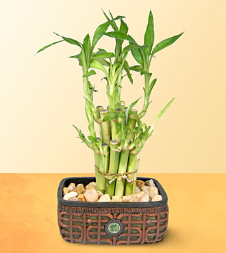 Lucky Bamboo  saksi �i�egi  Ankara online �i�ek g�nderme sipari� 