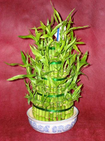 Lucky Bamboo sans melegi �i�egi  Ankara demetevler �i�ek g�nderme �i�ek sipari�i sitesi 