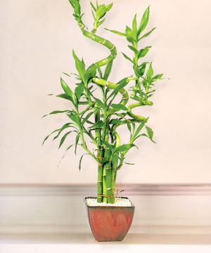 Lucky Bamboo sans melegi �i�egi  Ankara online �i�ek g�nderme sipari� 