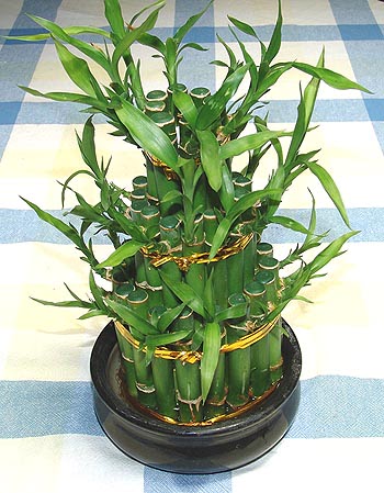Lucky Bamboo sans melegi �i�egi  demetevler �i�ek yolla Ankara �i�ek�iler 