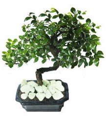 9 yasinda Bonsai agaci  Ankara yurti�i ve yurtd��� �i�ek sipari�i 