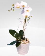 1 dall orkide saks iei  Ankara online iek siparii ieki , iek siparii 