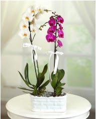 1 dal beyaz 1 dal mor yerli orkide saksda  Ankara demetevler iek servisi , ieki adresleri 