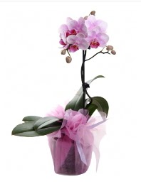 1 dal pembe orkide saks� �i�e�i  Ankara kaliteli taze ve ucuz �i�ekler 