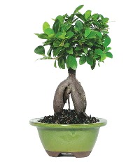 Bonsai saks� �i�e�i  Ankara demetevler �i�ek g�nderme �i�ek sipari�i sitesi 