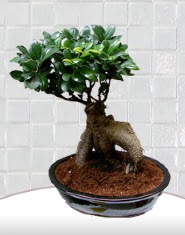 saks iei japon aac bonsai  Ankara kaliteli taze ve ucuz iekler 
