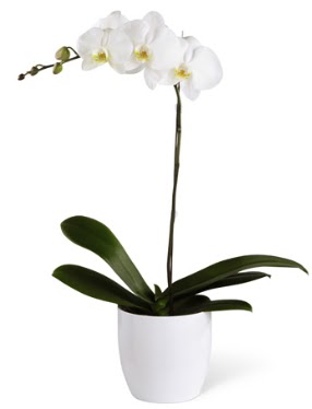 1 dall beyaz orkide  Ankara demetevler 14 ubat sevgililer gn iek 