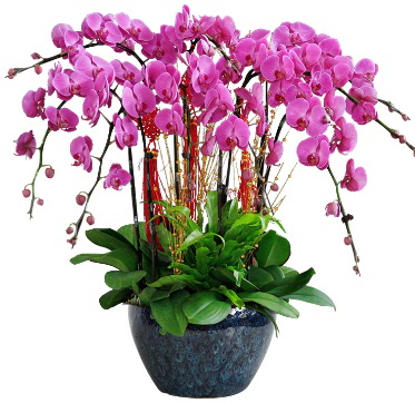 9 dall mor orkide  Ankara demetevler 14 ubat sevgililer gn iek 