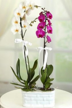 1 mor 1 dal beyaz thal orkide sepet ierisinde  Ankara ucuz iek gnder iek maazas , ieki adresleri 