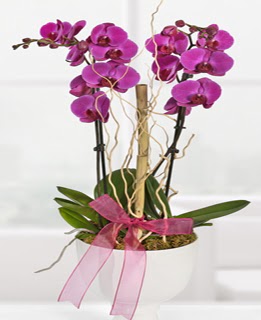 2 dall nmor orkide  Ankara demetevler anneler gn iek yolla 