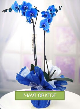 2 dall mavi orkide  demetevler iek yolla Ankara iekiler 
