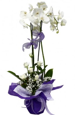 2 dall beyaz orkide 5 adet beyaz gl  Ankara demetevler ieki maazas 