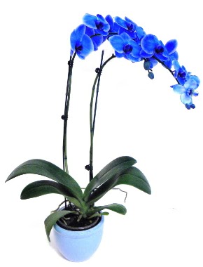 Seramikli 2 dall sper esiz mavi orkide  Ankara demetevler iek servisi , ieki adresleri 