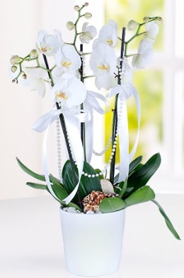 3 dall beyaz orkide  Ankara demetevler iek siparii iek yolla  