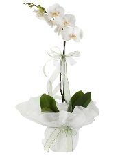 1 dal beyaz orkide iei  Ankara demetevler iek siparii vermek 